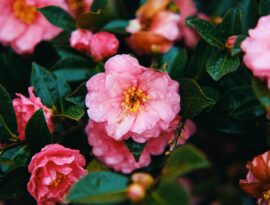 camelia
