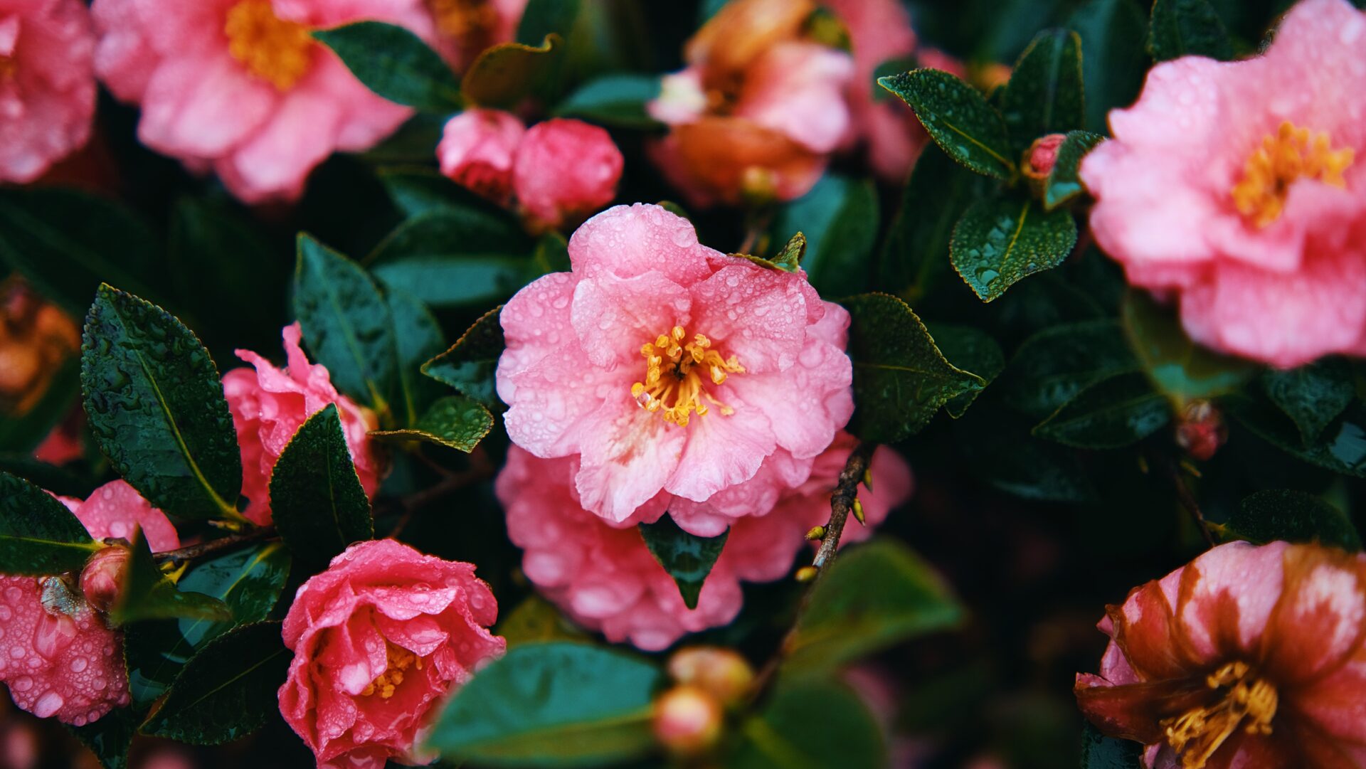 camelia